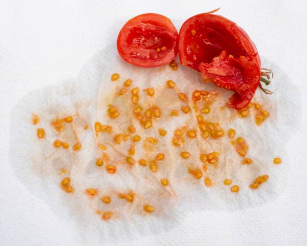 Tomato Seeds - Heirloom Variety