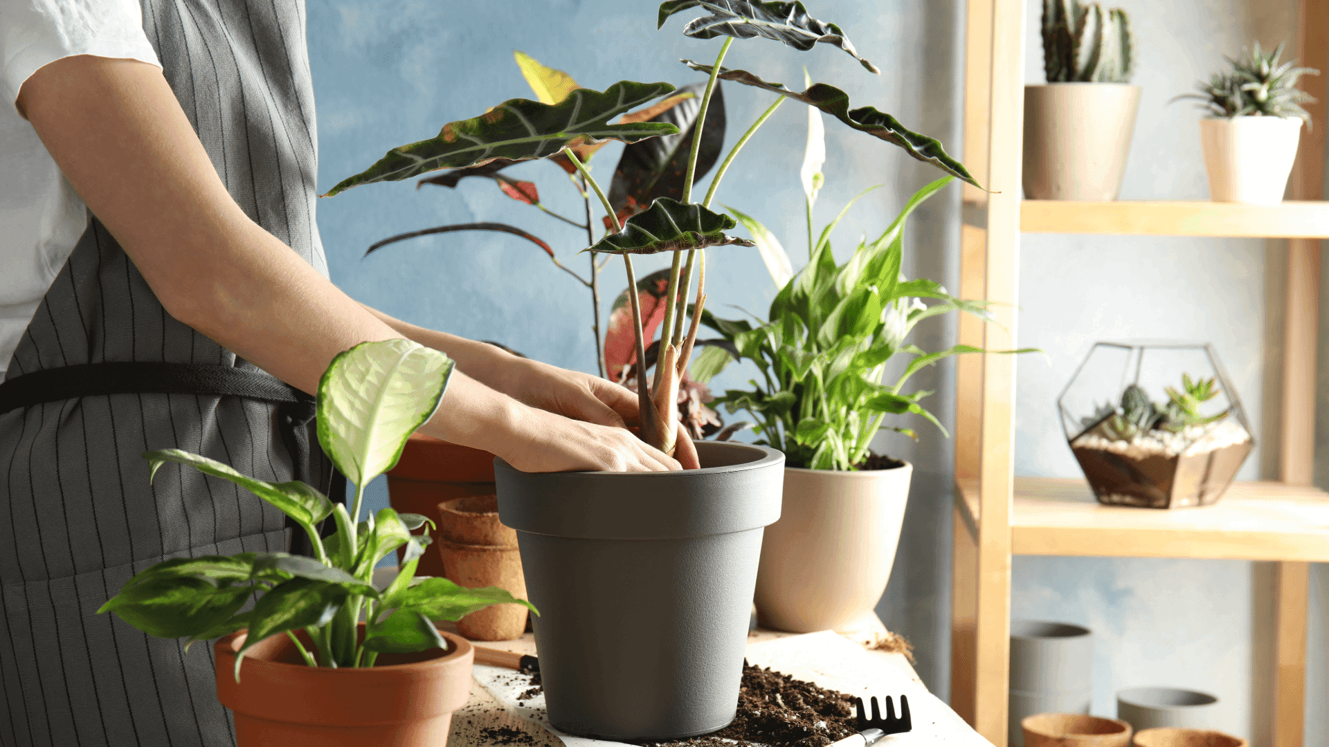 Terms and Conditions - Vriksh Valley