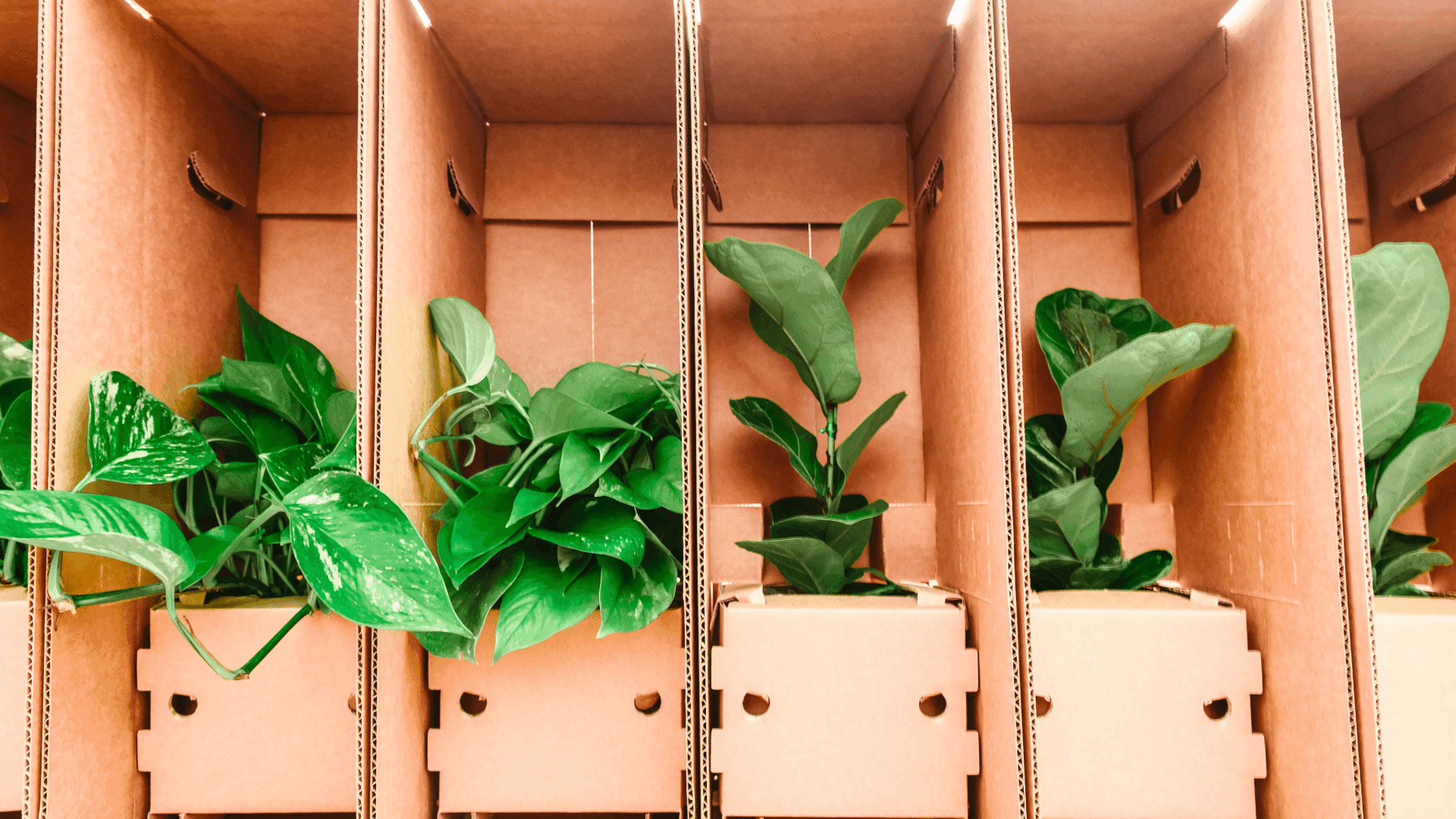 Track Your Order - Vriksh Valley