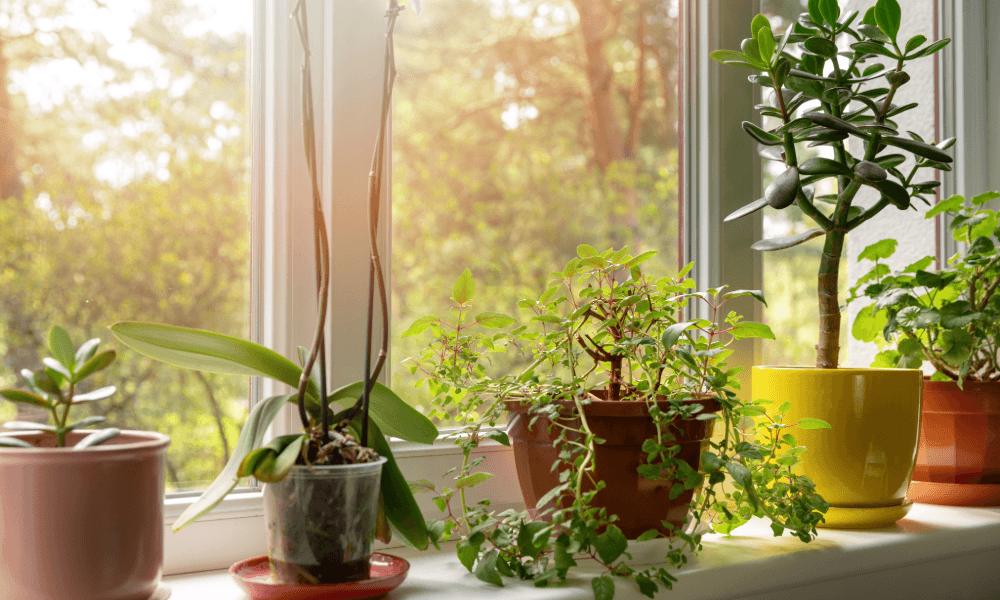 Indoor Plants that Thrive with Minimal Care: A Guide for Beginners