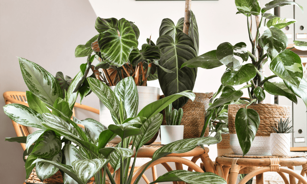 A Complete Guide to Creating a Balcony Garden