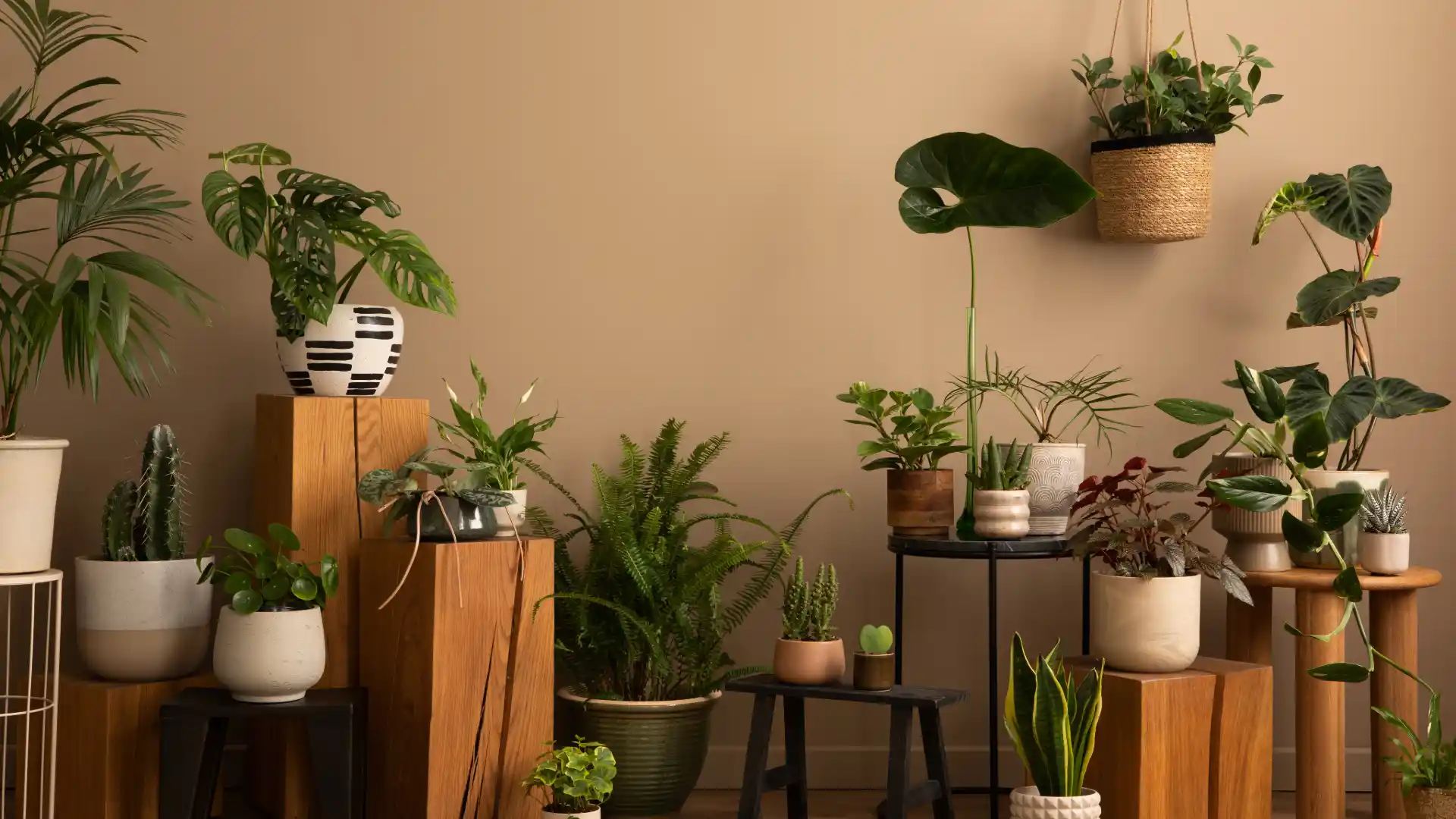 Premium Plant Collection