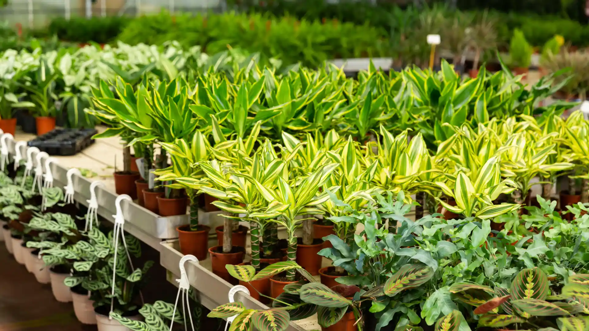 Outdoor Garden Dreams