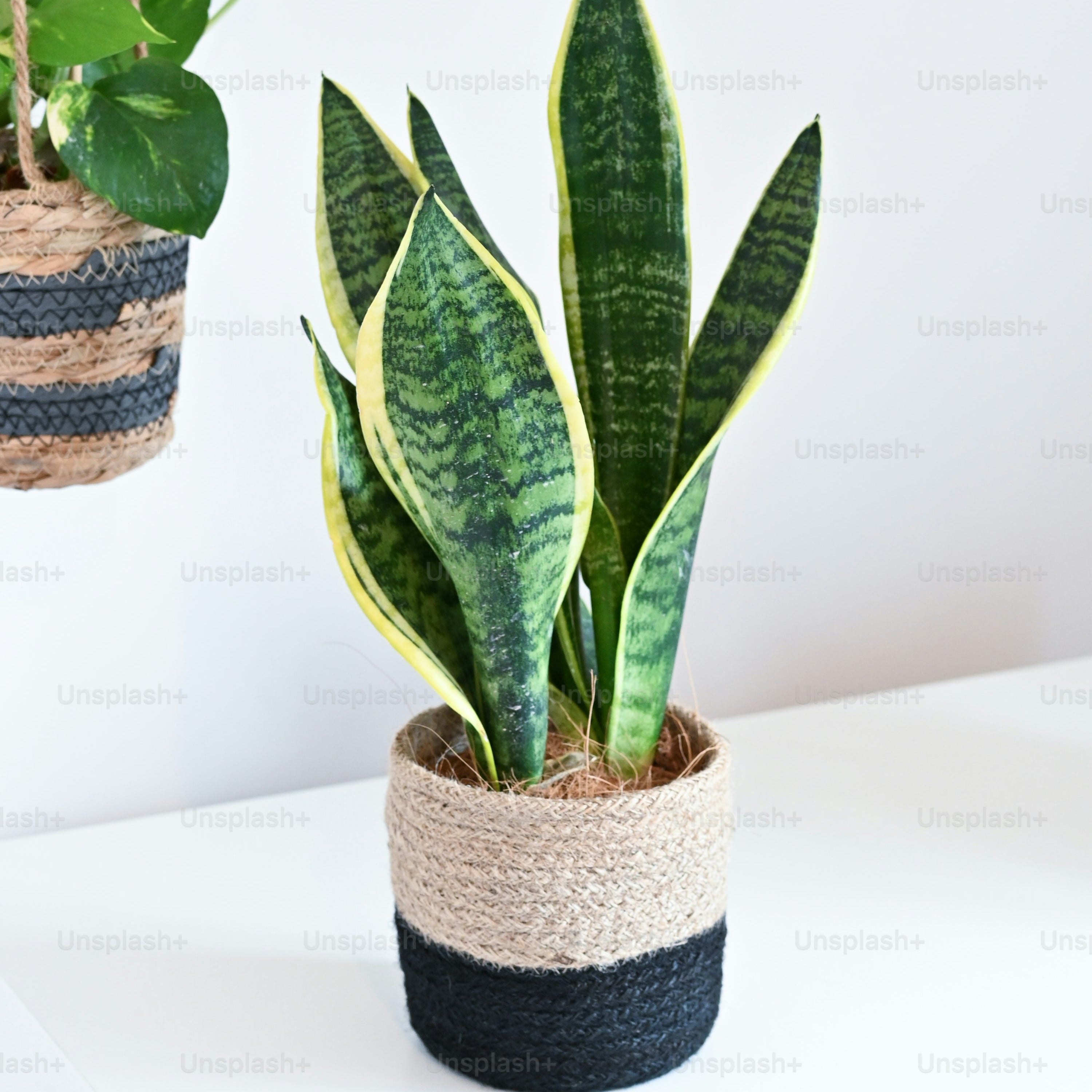 Snake Plant Display