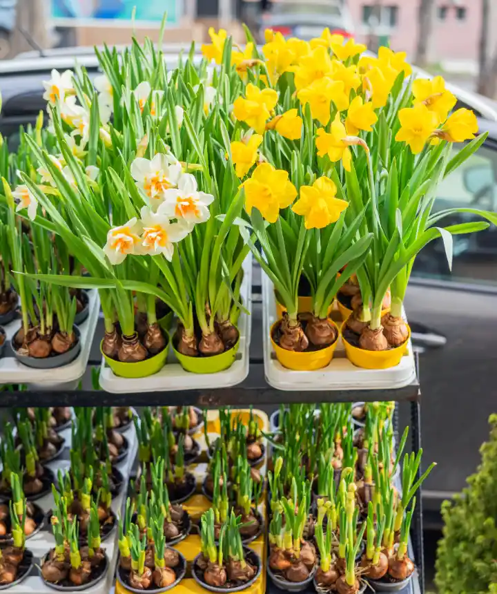 Indoor Paradise - Bring nature inside