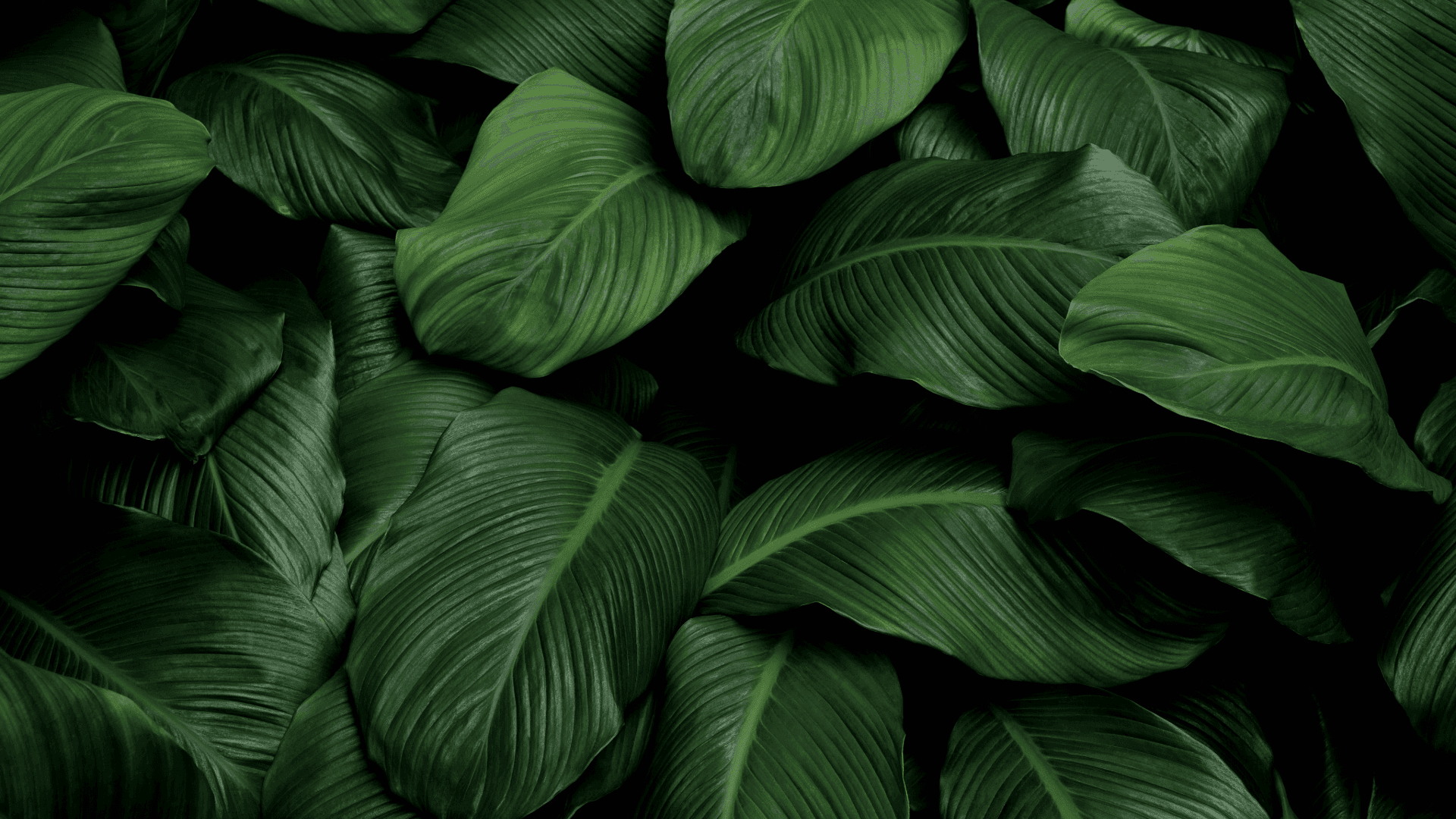 Cancellation & Refund Policy - Vriksh Valley