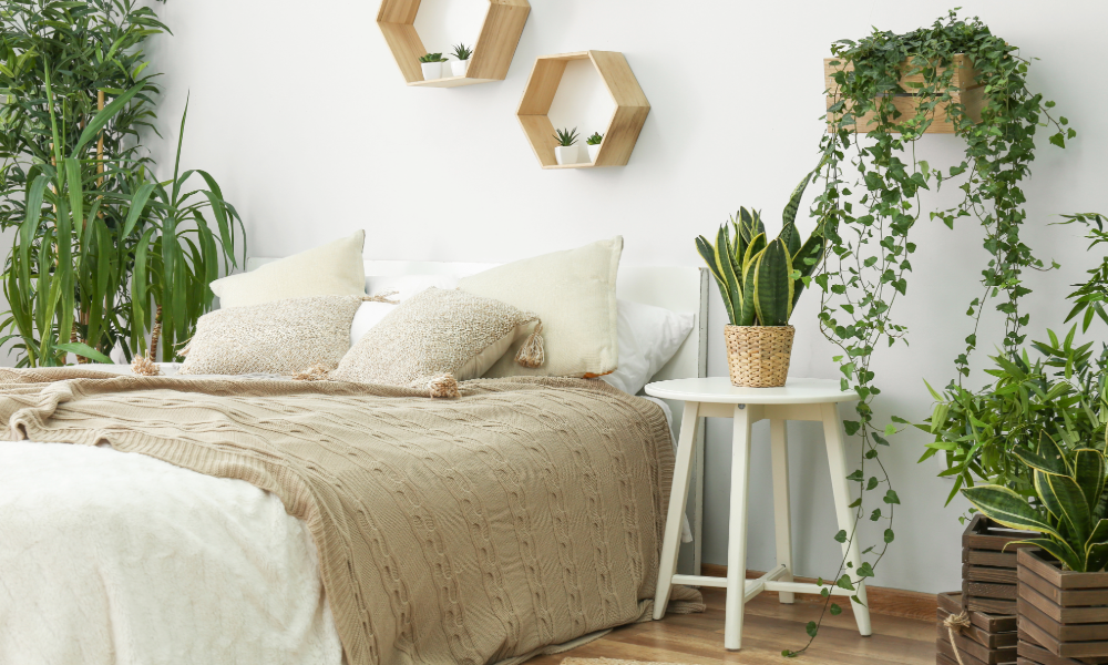 Bedroom plants