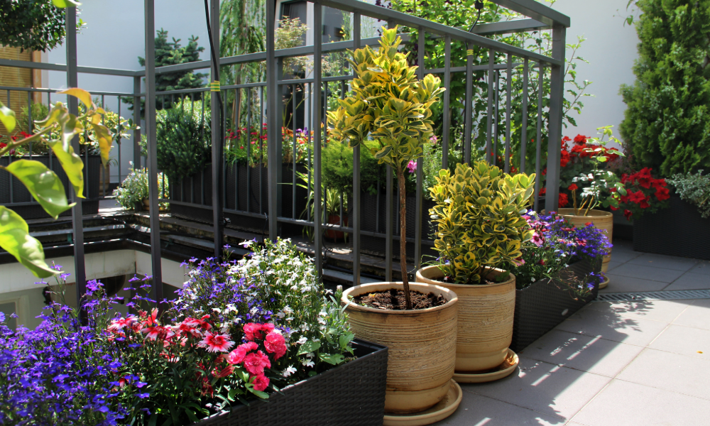 Balcony plants