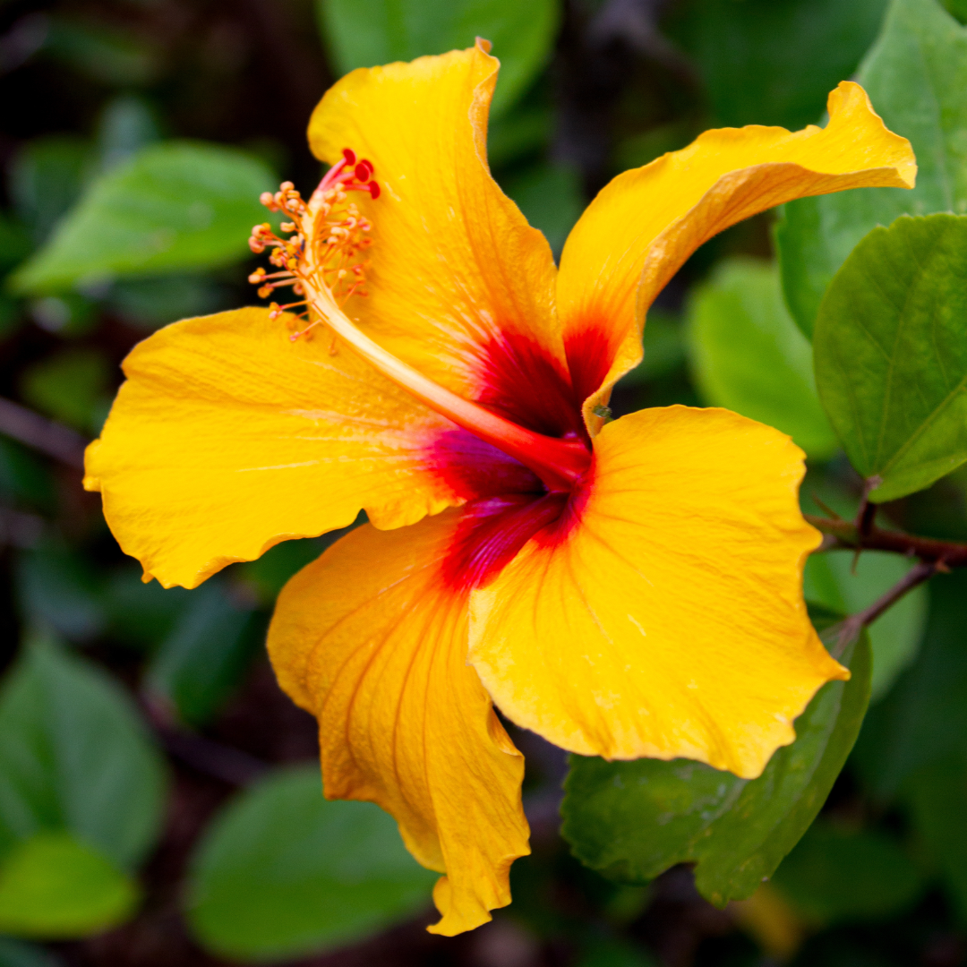 Hibiscus