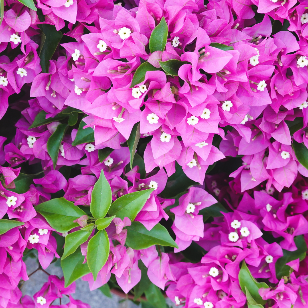 Bougainvillea