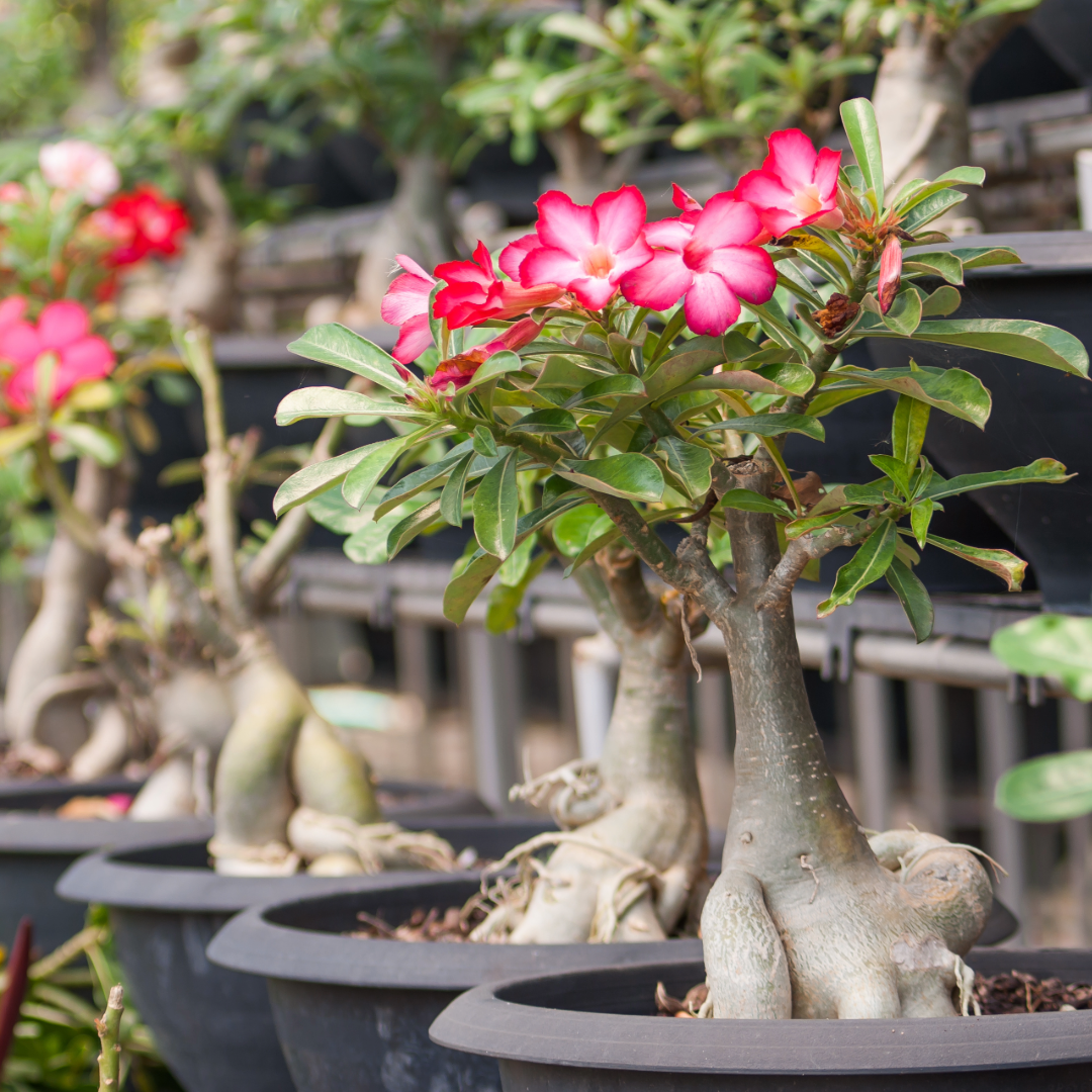 Adenium