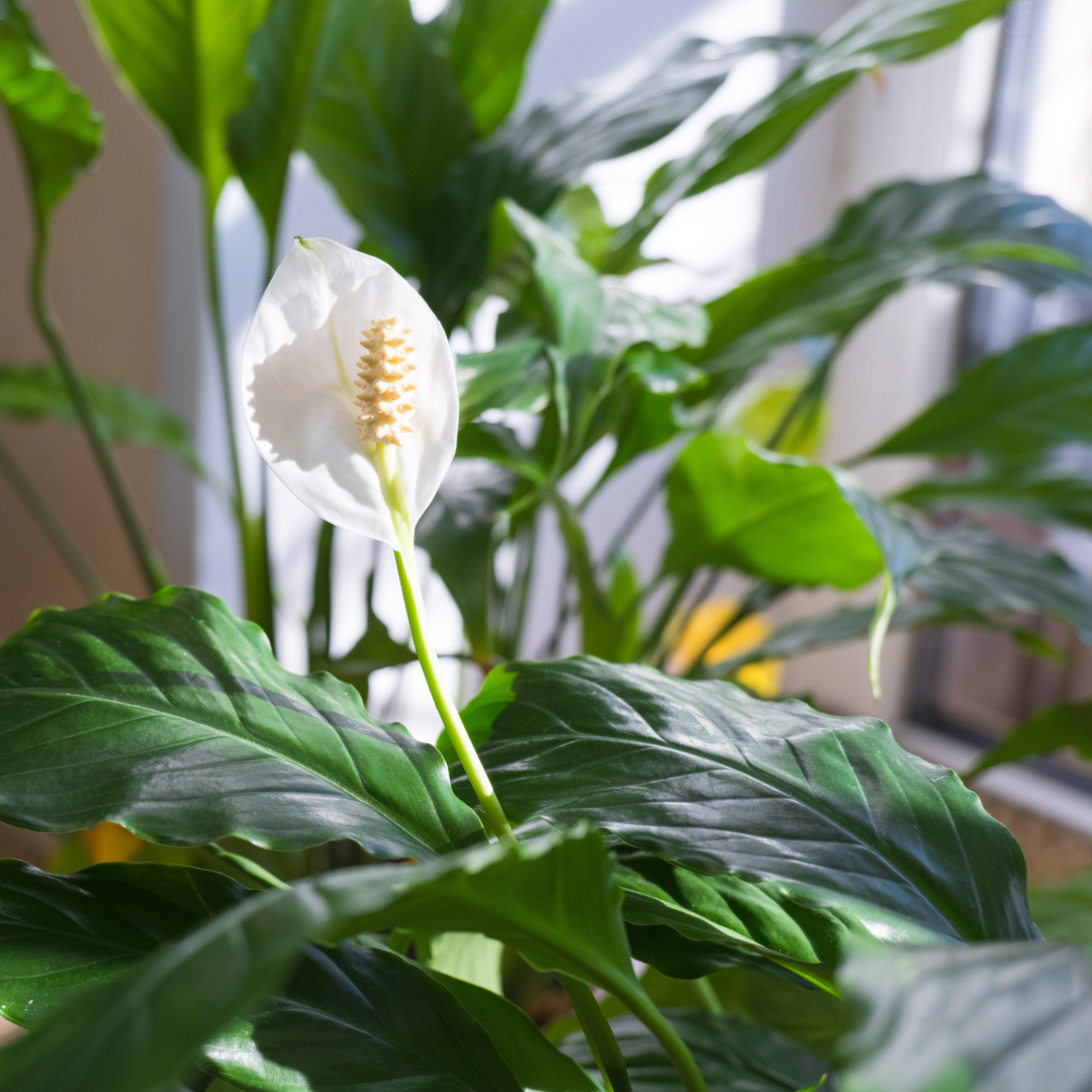 Peace Lily
