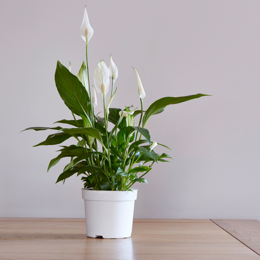 Peace Lily