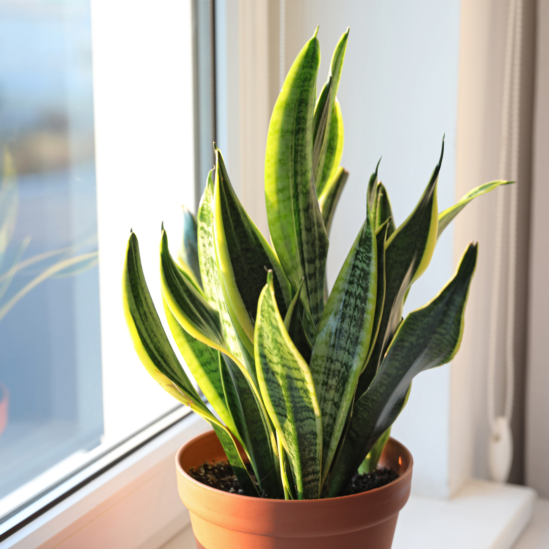 Snake Plant