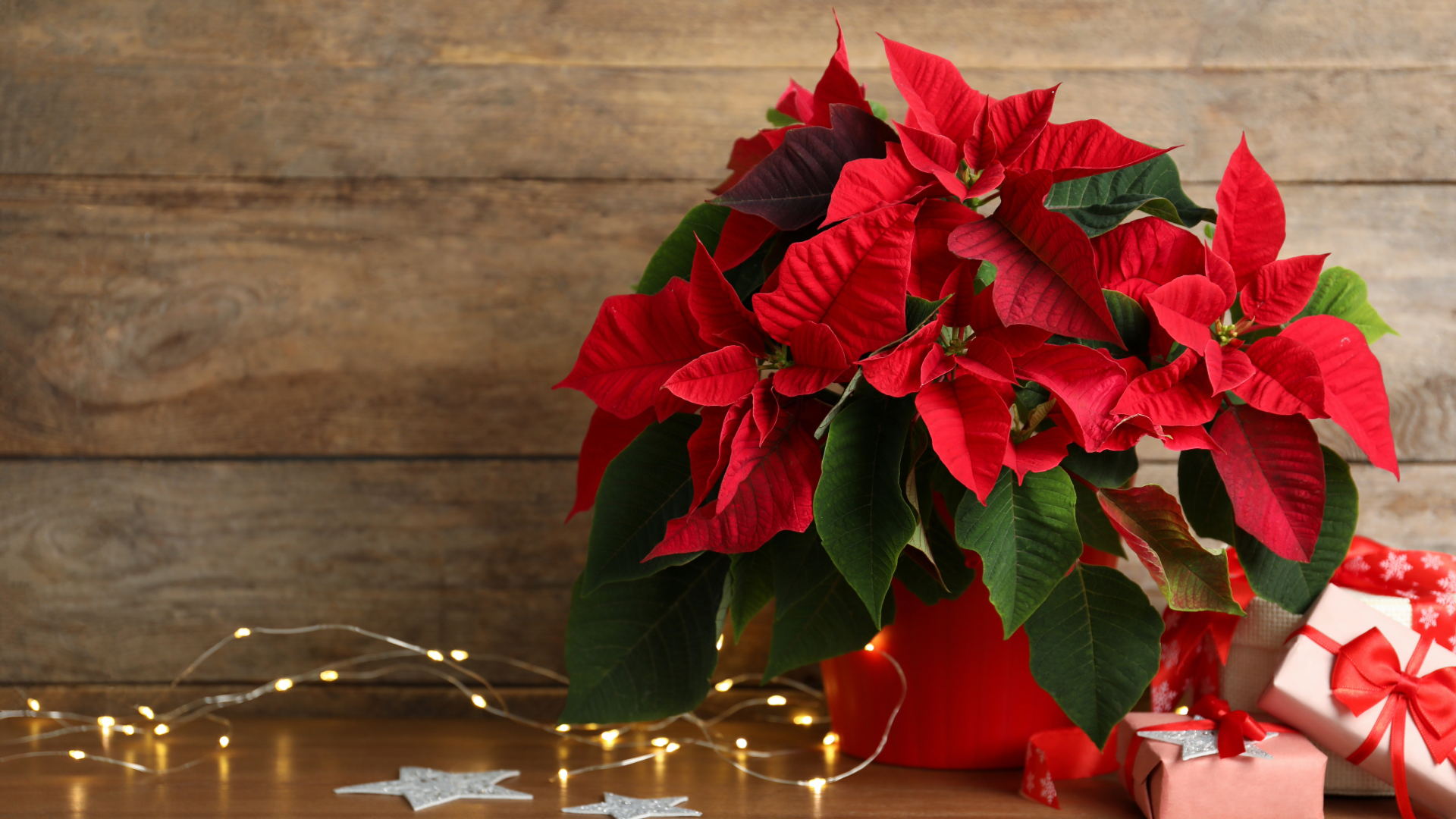 New Year Plants Collection