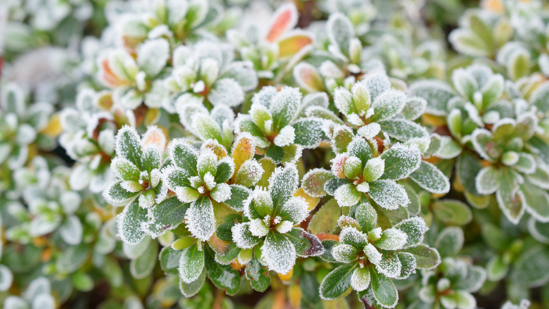 Symbolic meaning of plants