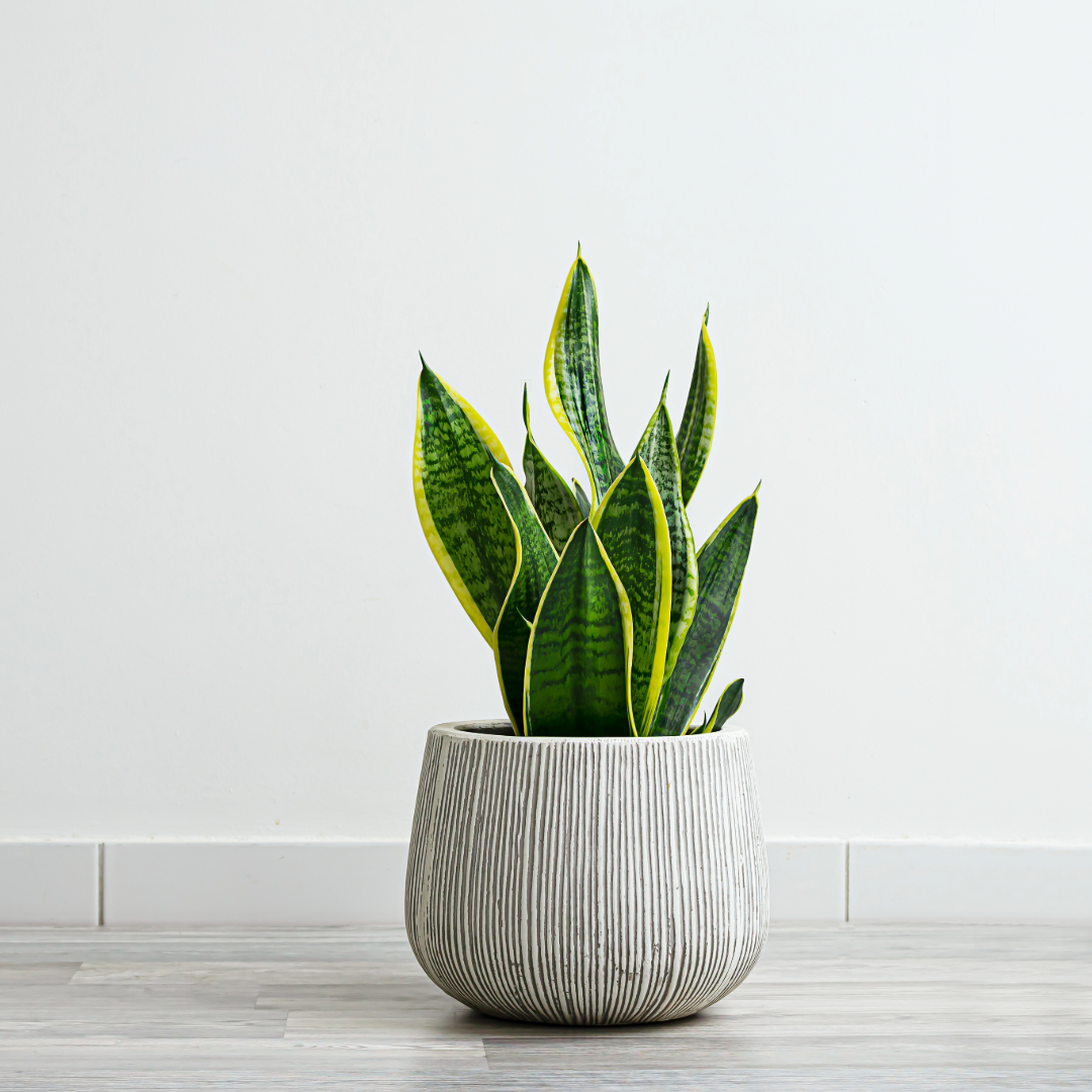 Snake Plant