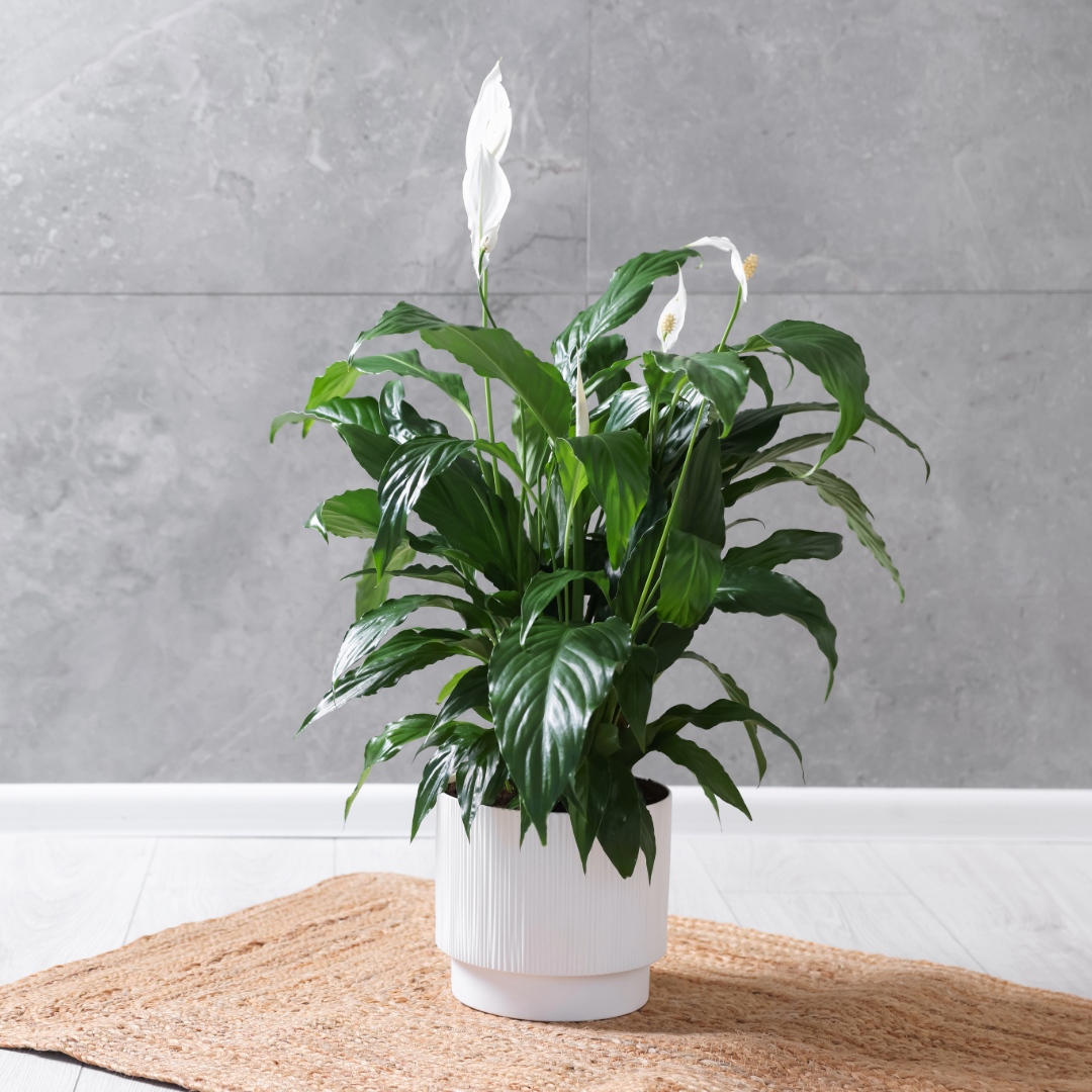 Peace Lily