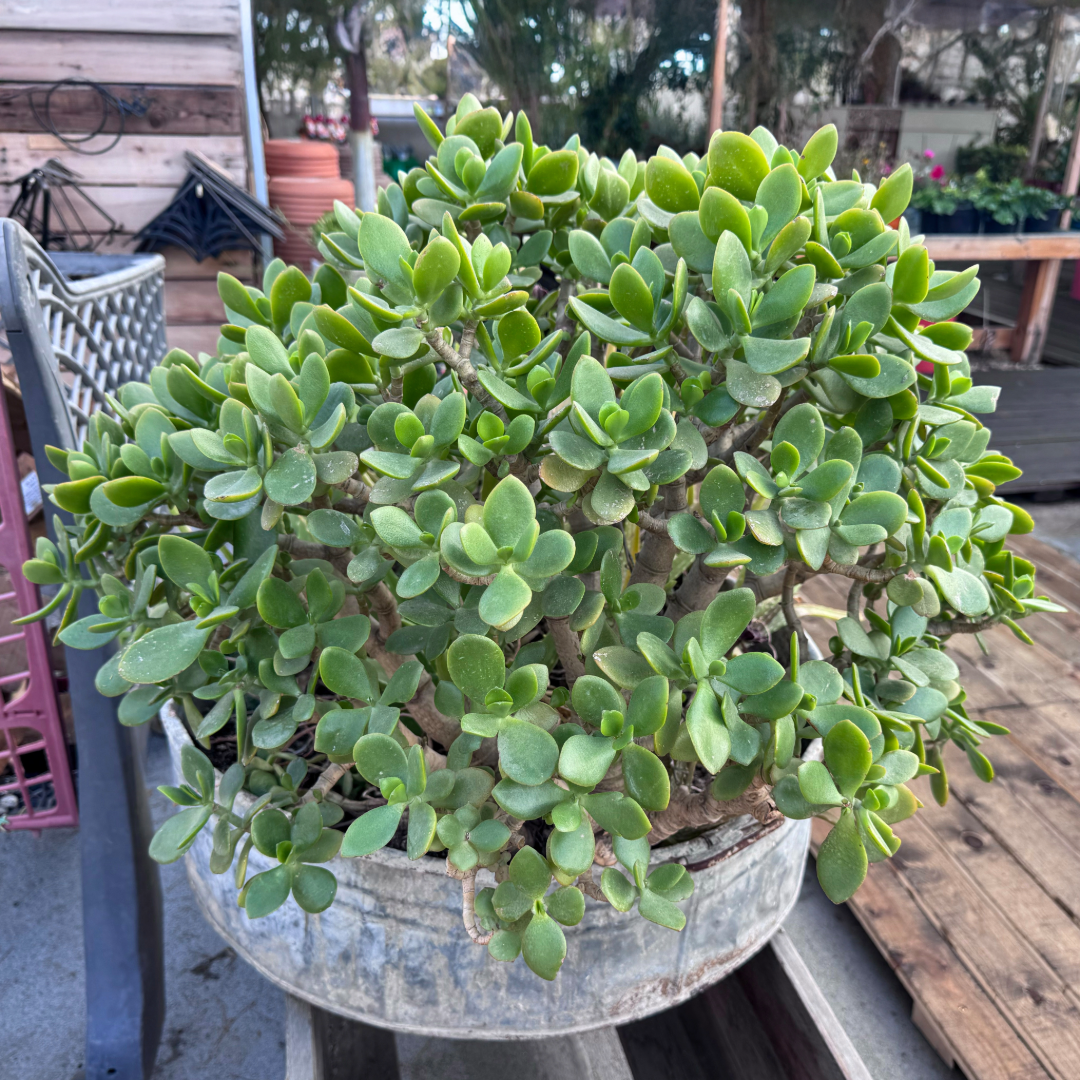Jade Plant