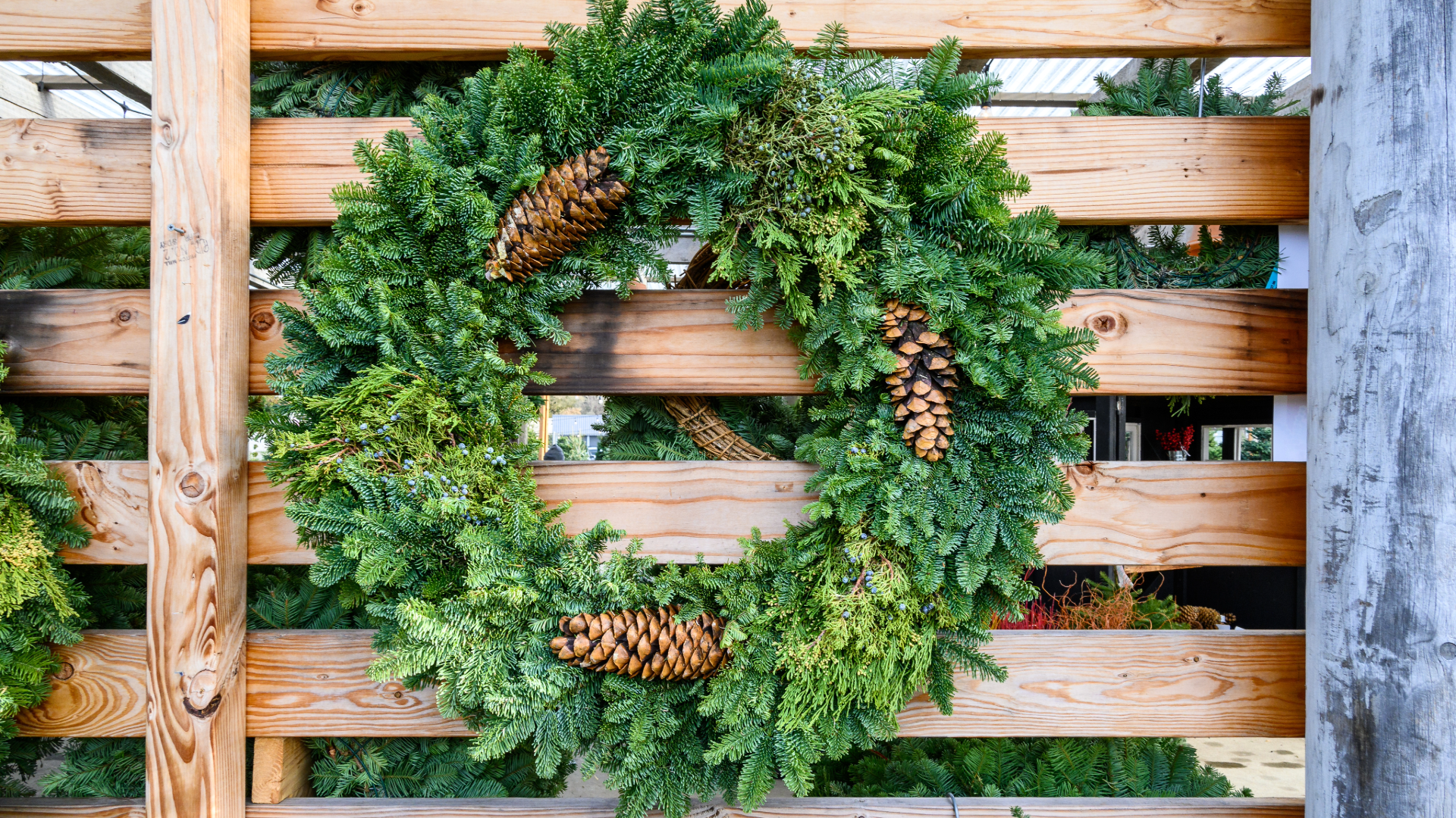 Why choose plants for gifting