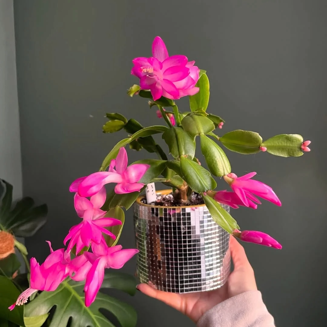 Lucky and prosperity plants