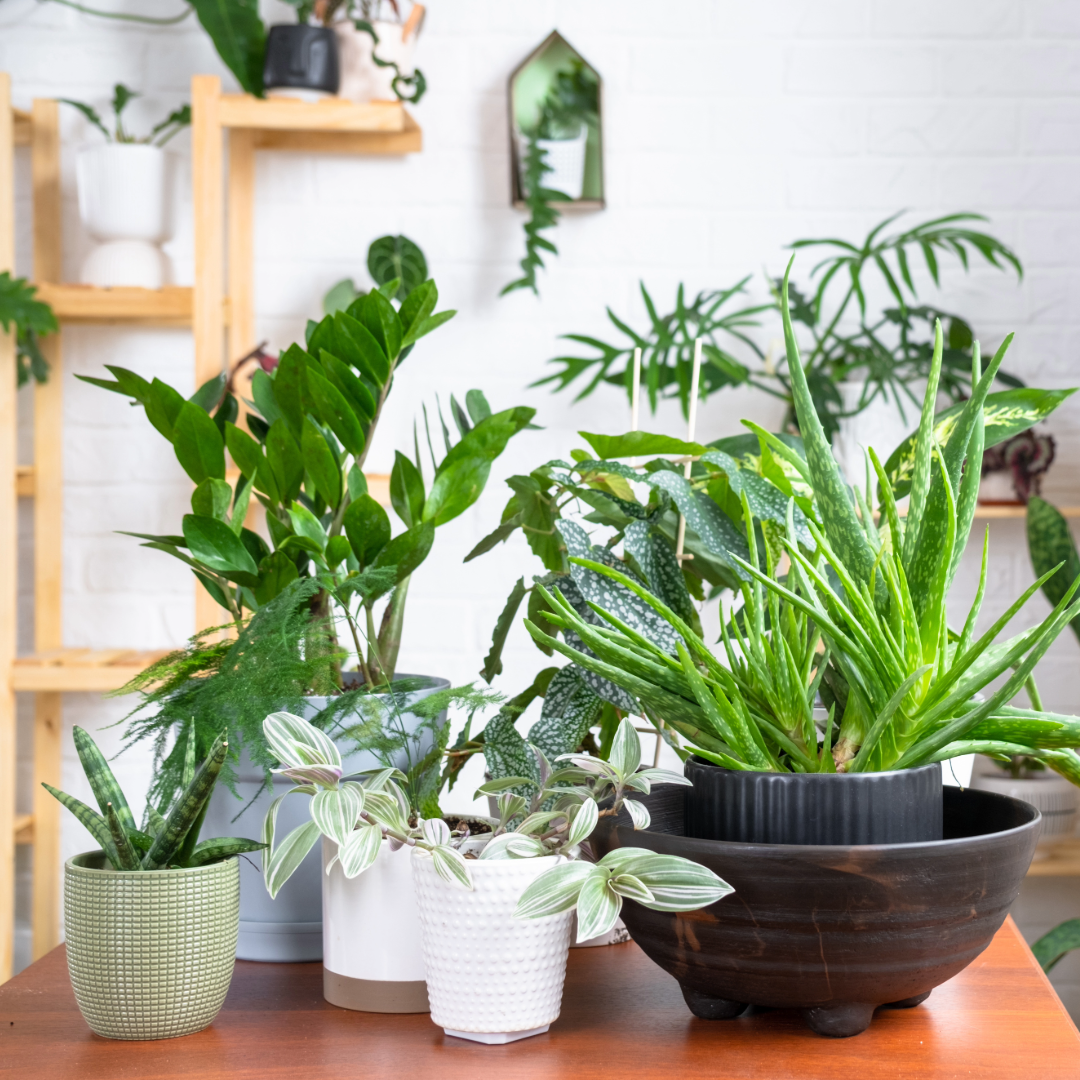 Conclusion - plant care